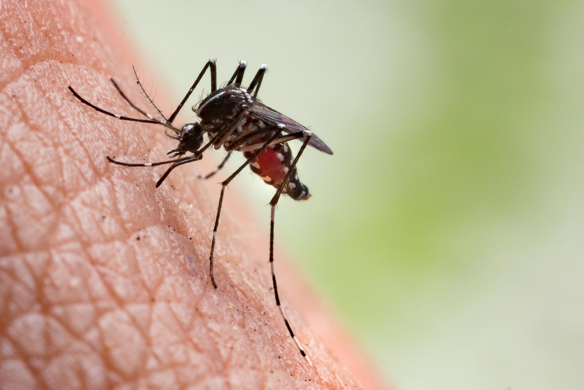 Många sjukdomar sprids av myggor. 