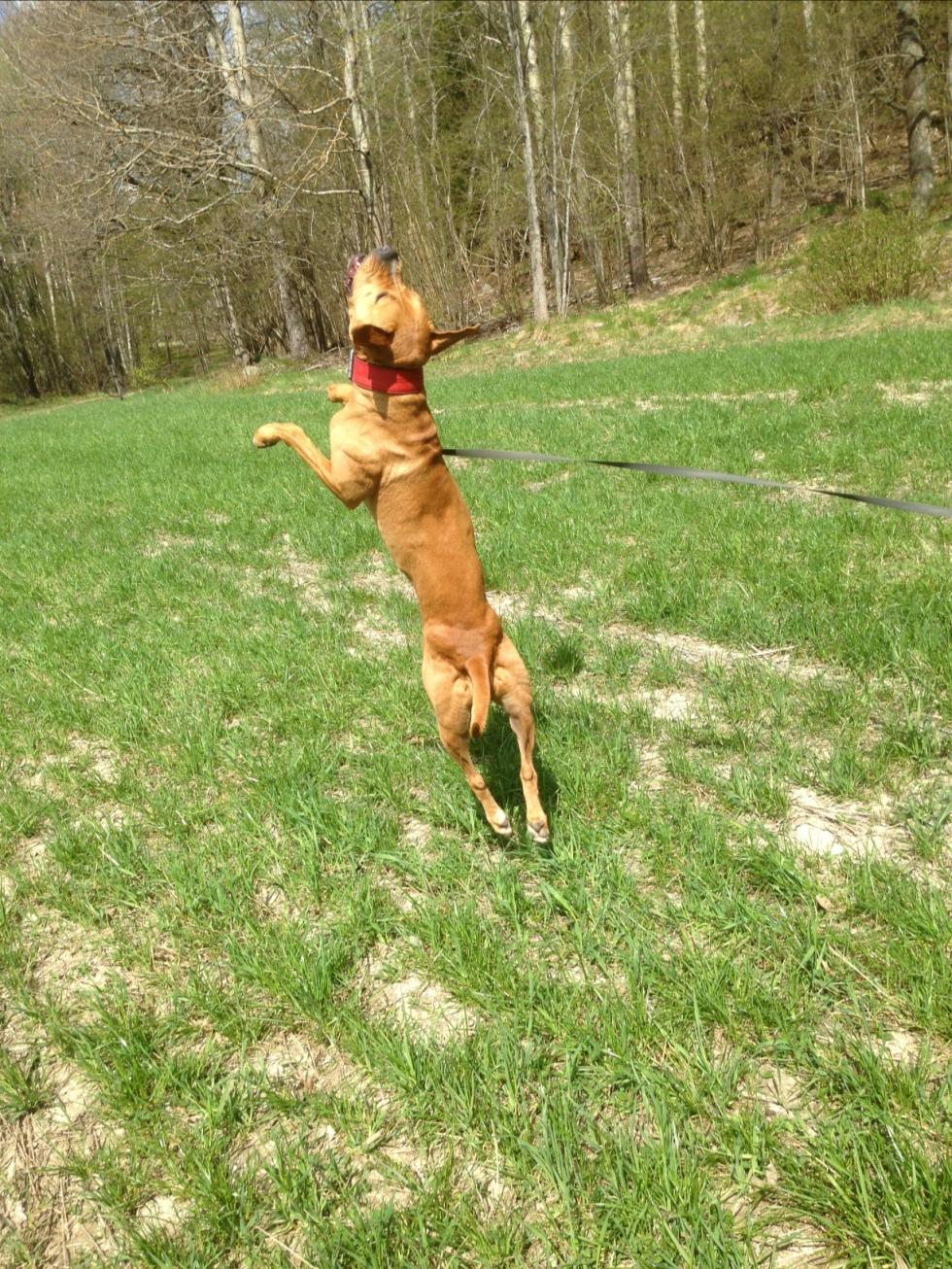 Ayla hoppar efter bollen
