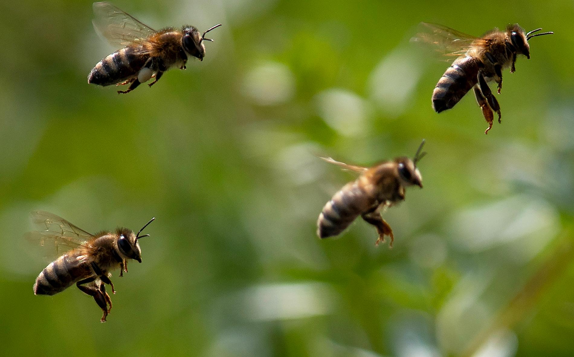 Fler bin är inte odelat positivt.