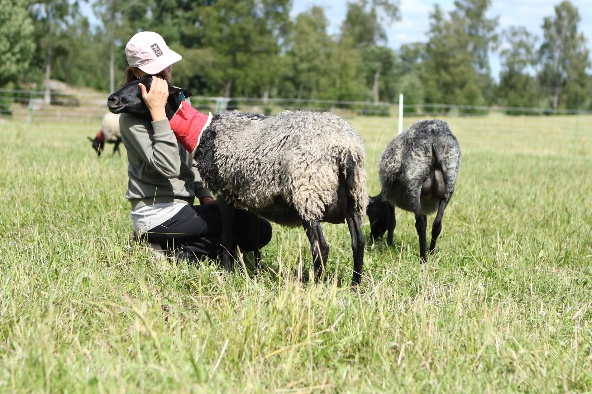 Tilda på Hallåkra Gård i Herrljunga tar hand om ett av de skadade fåren efter vargattacken i mitten av förra veckan.