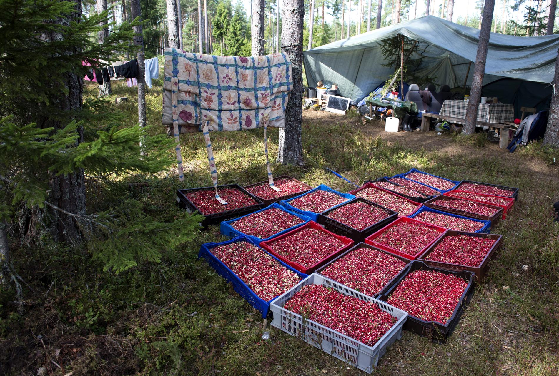 Det ska bli lättare för säsongsarbetare att komma in till Sverige, har regeringen beslutat.