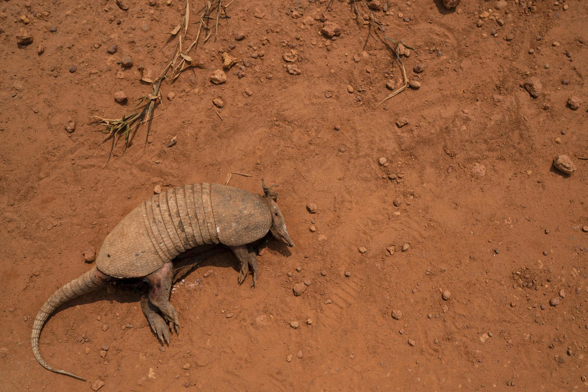 Ett dött bältdjur på marken i Pará, Brasilien, en delstat som till största delen täcks av regnskog. Området håller på att bli både varmare och torrare.