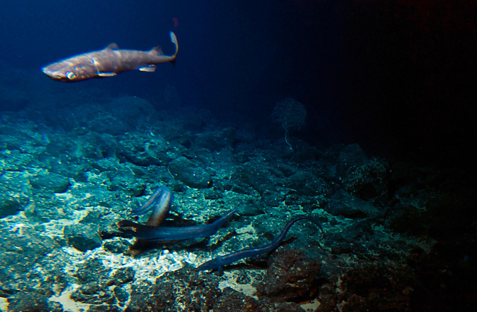 En haj simmar nära Hawaii. Arkivbild.