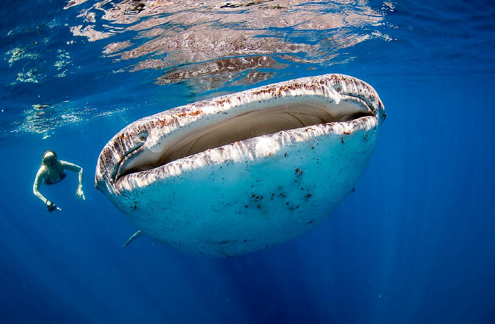 Valhajen är världens största haj och den största levande fiskarten.