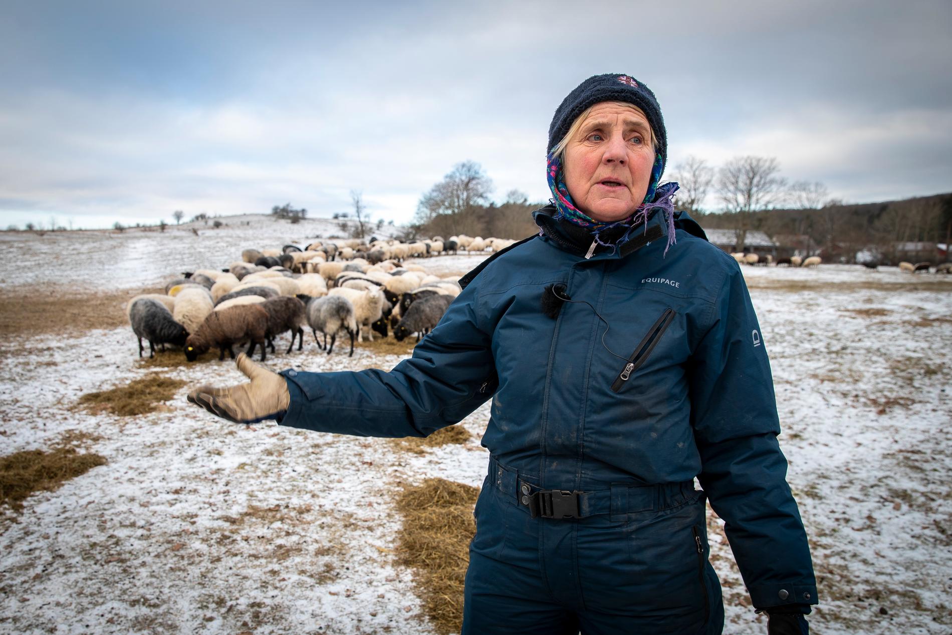 Elisabeth Zetterström Falk har varit fåraherde sedan 1979, nu är hon orolig får varginflyttningen i Skåne.