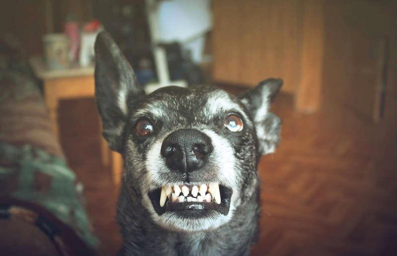 Hundar som får rabies kan bli aggressiva. Jordbruksverket och Tullverket varnar för att rabies kan komma till Sverige med insmugglade hundar.