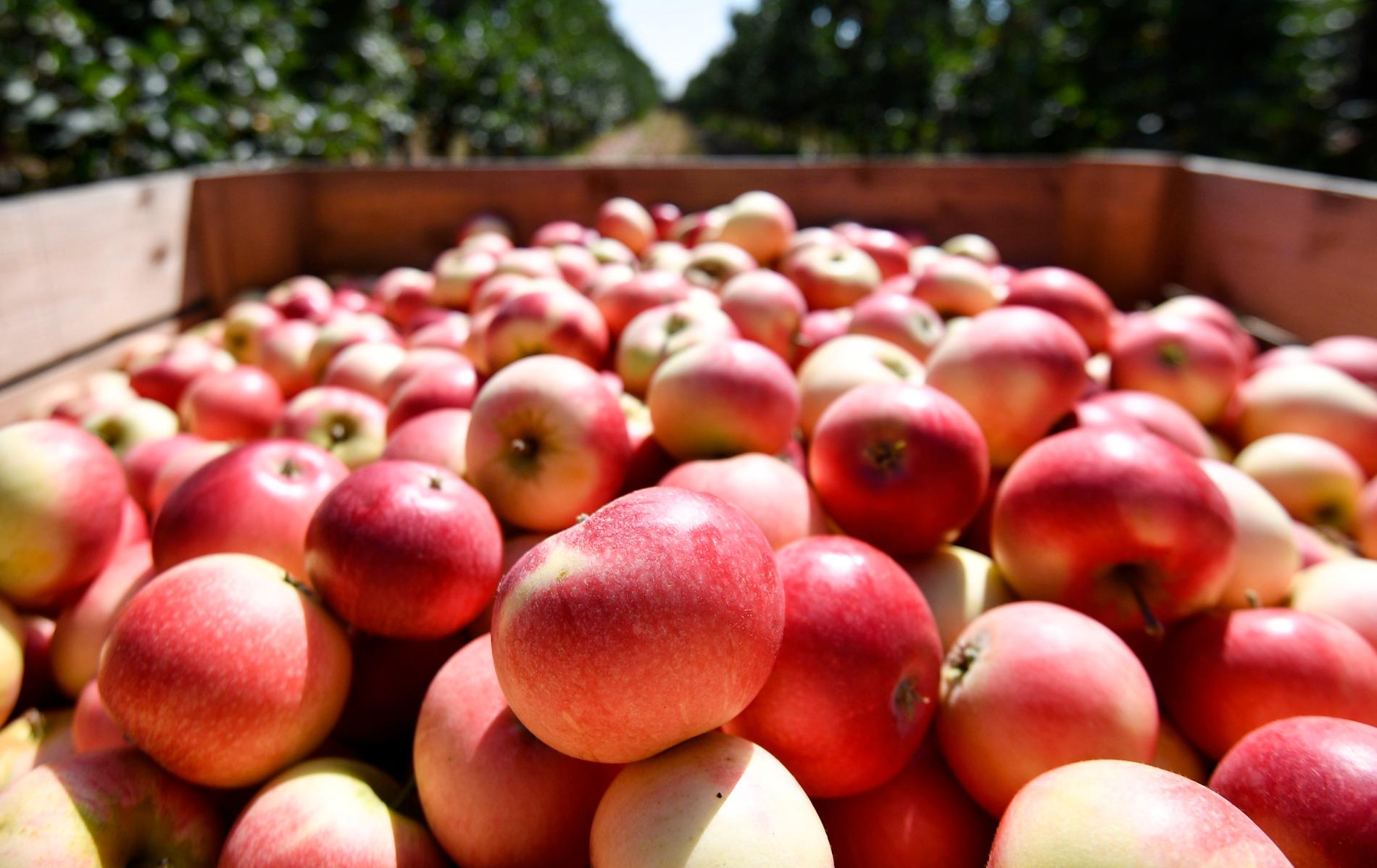 En skånsk fruktsprit gjord på äpplen måste byta namn på grund av alltför stora likheter med det skyddade franska varunamnet calvados, enligt en dom i förvaltningsrätten. Arkivbild.