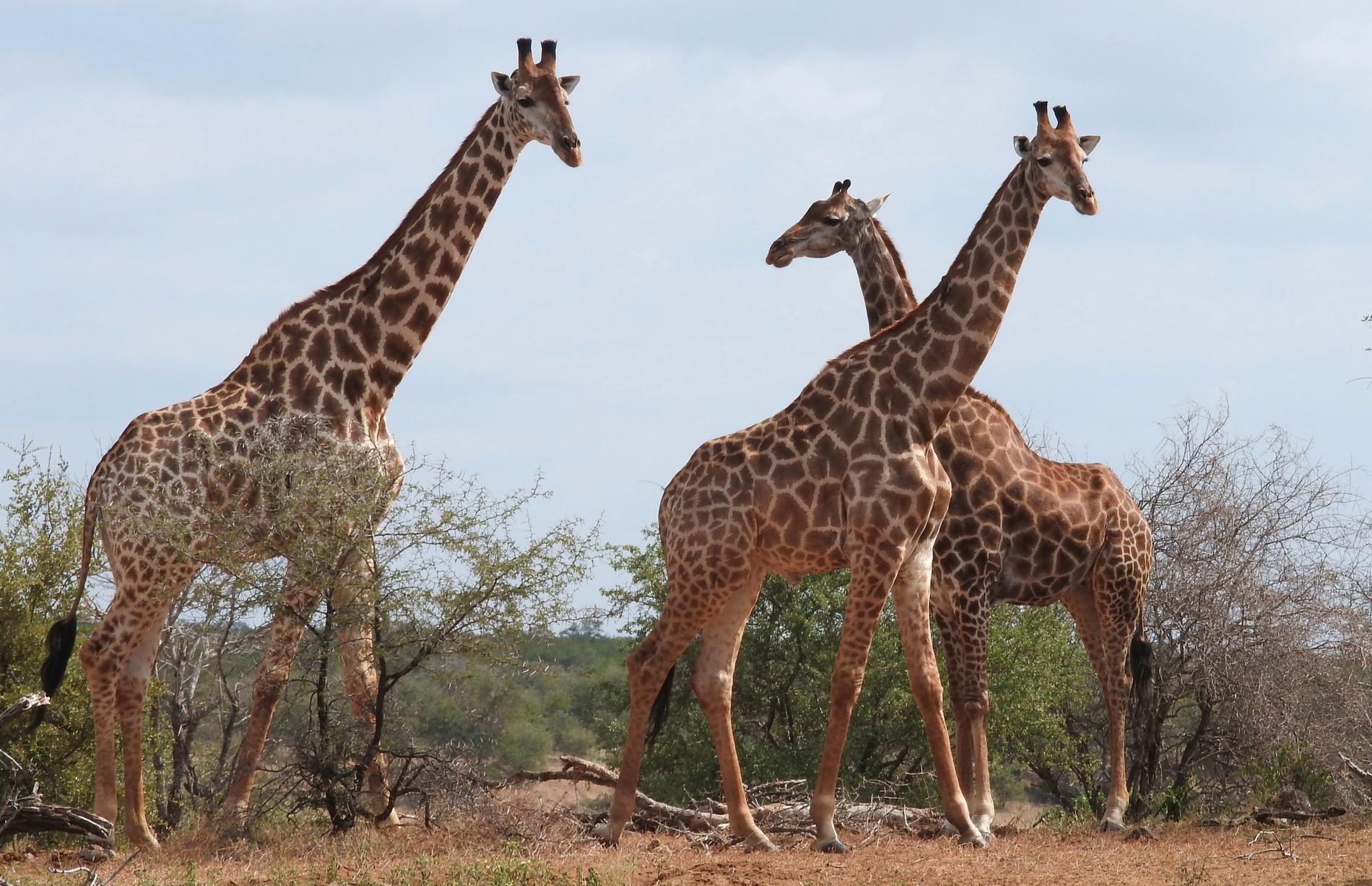 De båda rymningsbenägna girafferna hade importerats från Afrika. Arkivbild från Sydafrika – djuren på bilden har inte direkt med notisen att göra.
