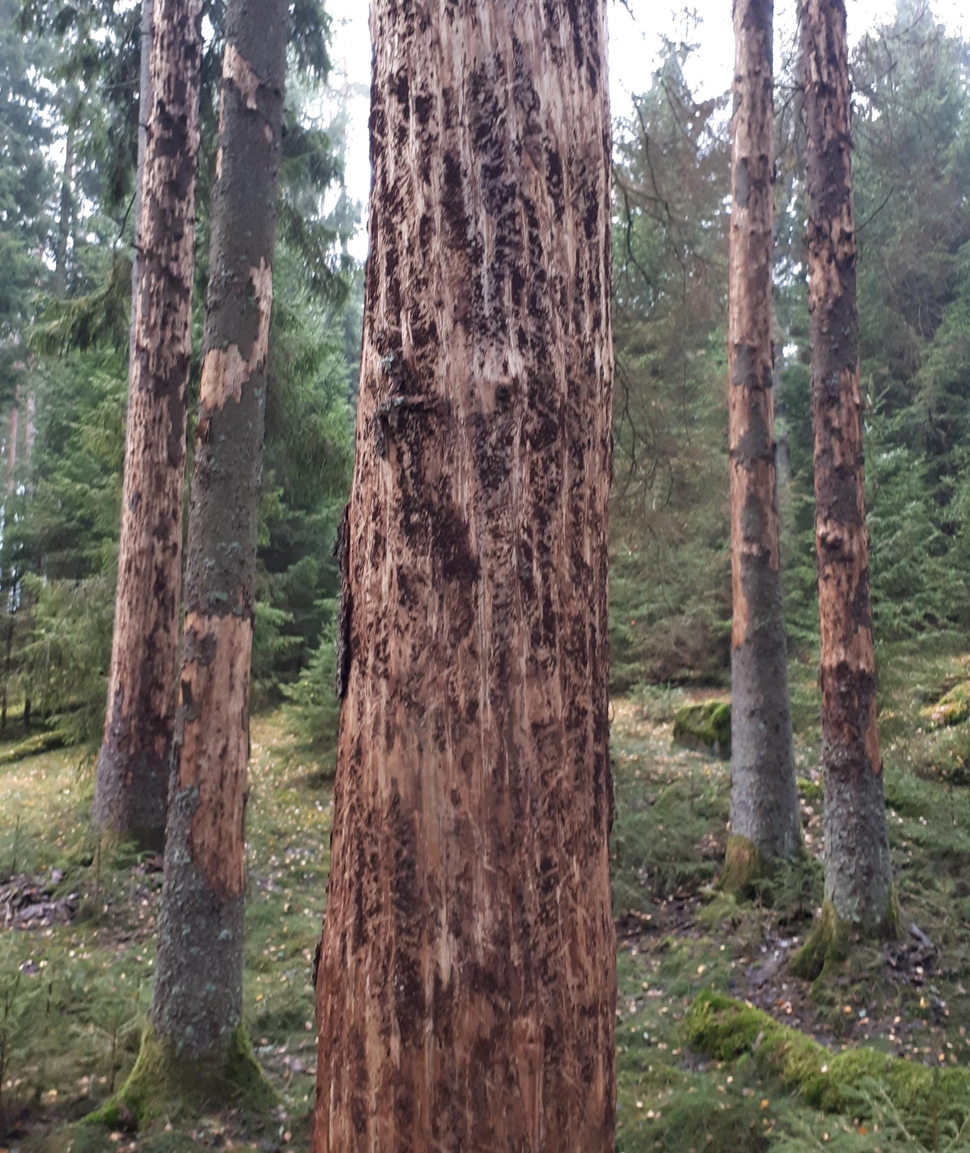 Träd angripna av granbarkborre i Götaland. Skogsstyrelsen uppmanar nu alla skogsägare att se över sina skogar och leta efter angrepp.