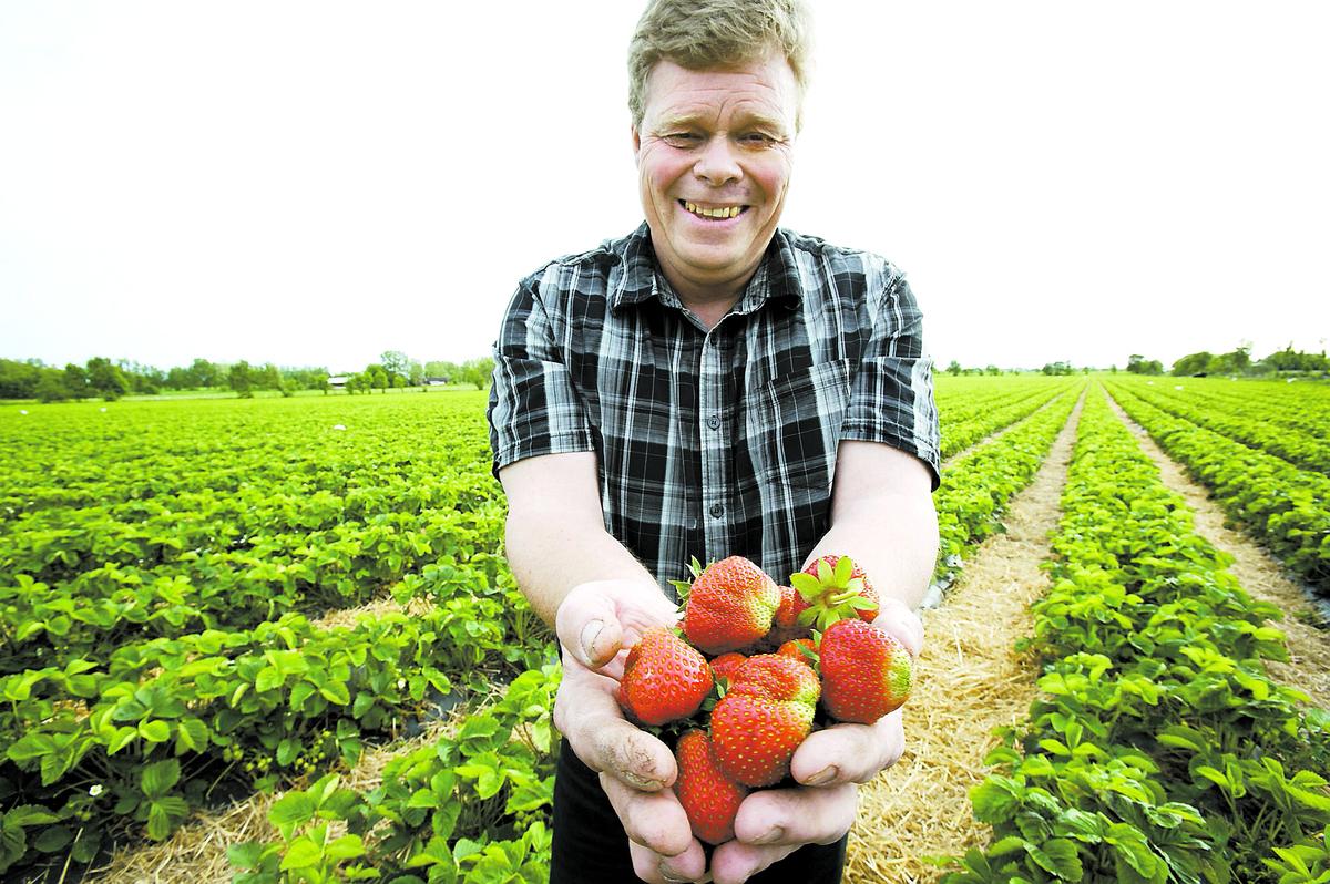 Nöjd odlare Oftast brukar odlarna söderut vara först med den folkkära sommarfrukten – men inte i år. Kenneth Andersson i Varberg smakar på sin och Sveriges första jordgubbsskörd. Och nog smakar den alltid.