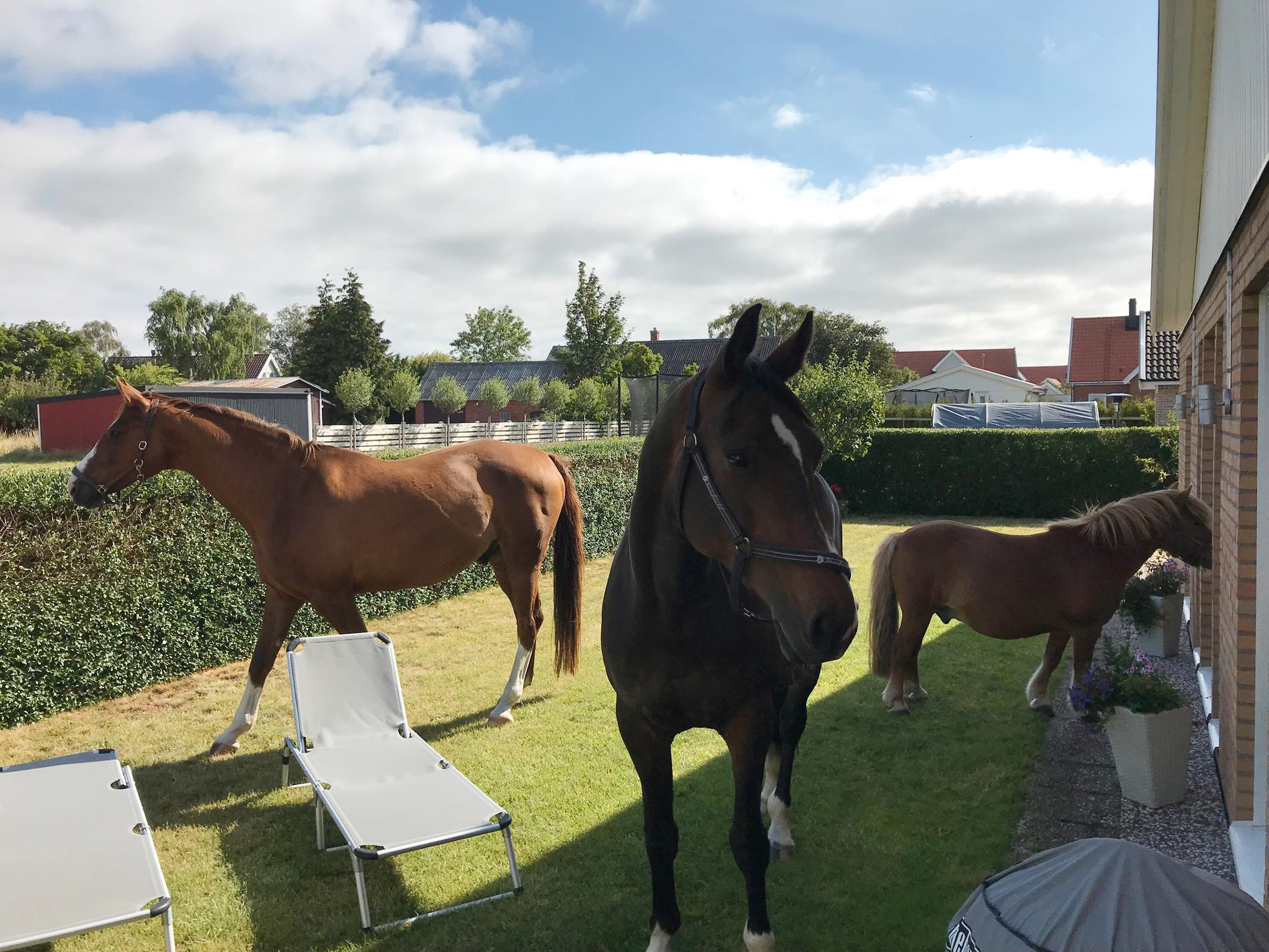Sven-Erik och Sonja Rasmusson i Klagshamn vaknade av att det stod tre okända hästar i deras trädgård