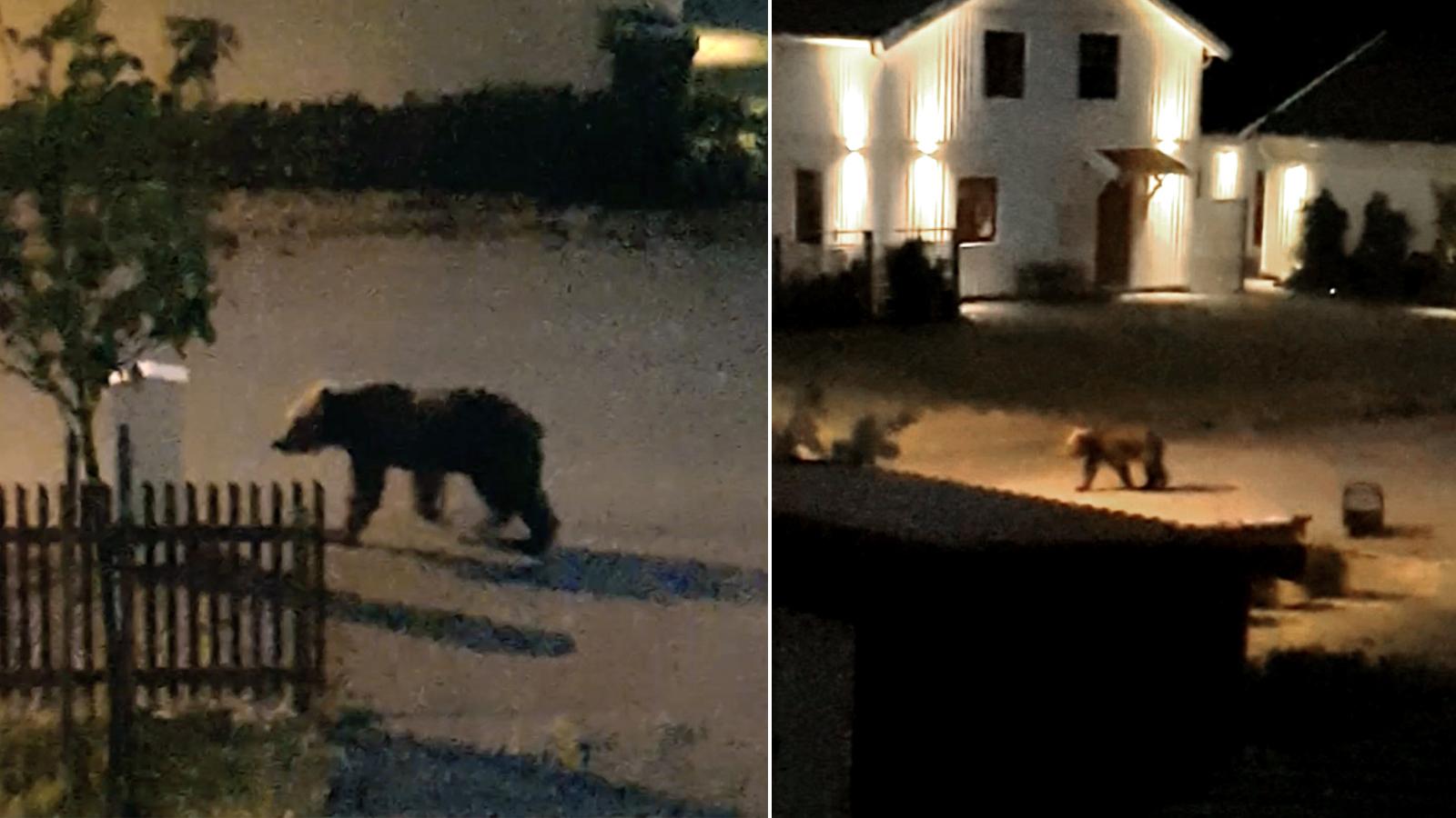 Björnen gick runt på gatan i jakt på mat. 