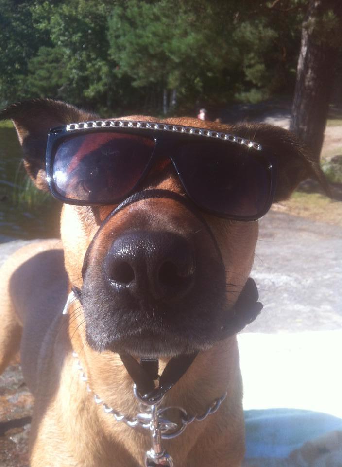 Solen är även ljus för hundarna.. Låt dom låna dina solglasögon en stund!