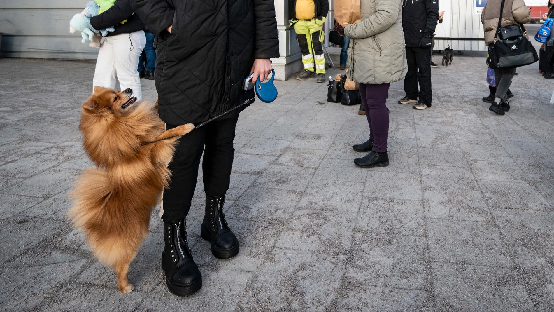 Sverige släpper in alla Ukrainaflyktingars egna hundar. Men av smittskyddsskäl kan de behöva isoleras under fyra månader till en kostnad av 61 000 kronor per hund. Arkivfoto.