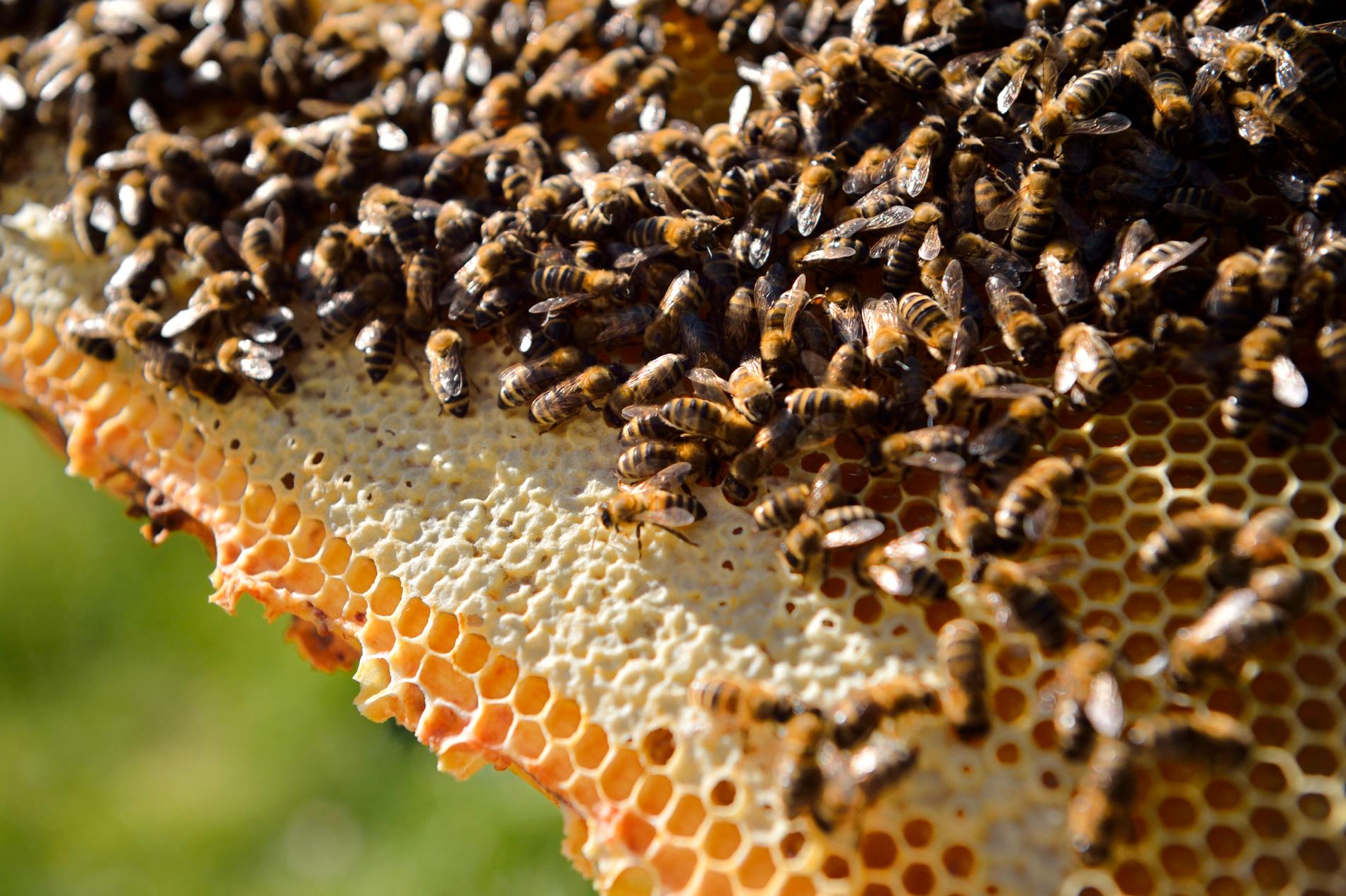 Honungsbin kan lära sig addition och subtraktion, enligt en ny australisk rapport. Arkivbild.