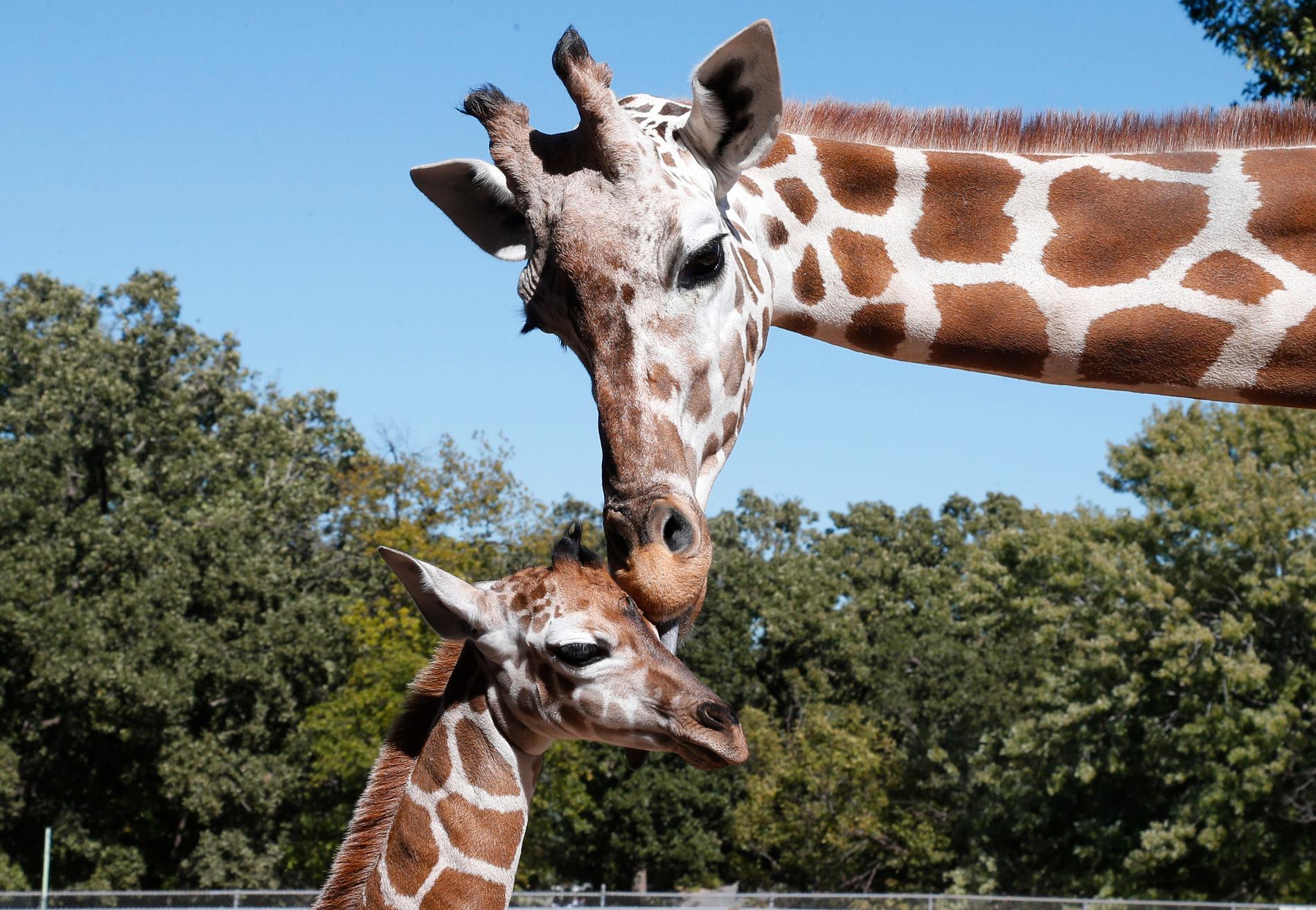 Ett internationellt möte i Genève i Schweiz om skyddet av djurarter har uttalat stöd för hårdare regler kring handeln med giraffer och delar av djuren. Arkivbild.