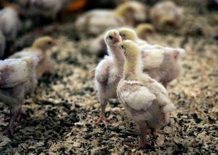 Det tar 32 dagar för en kyckling att växa från 40 gram när de kläcks till 1,7 kilo när de är slaktfärdiga.