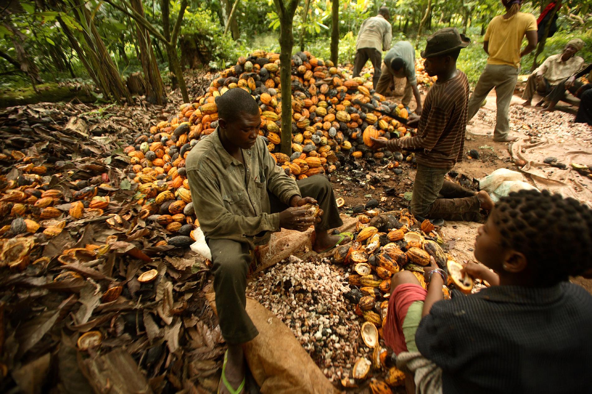 Barnarbetare tvingades arbeta på kakaoodlingar i Elfenbenskusten, kakaoodlingen på bilden är dock belägen i Nigeria. Arkivbild.