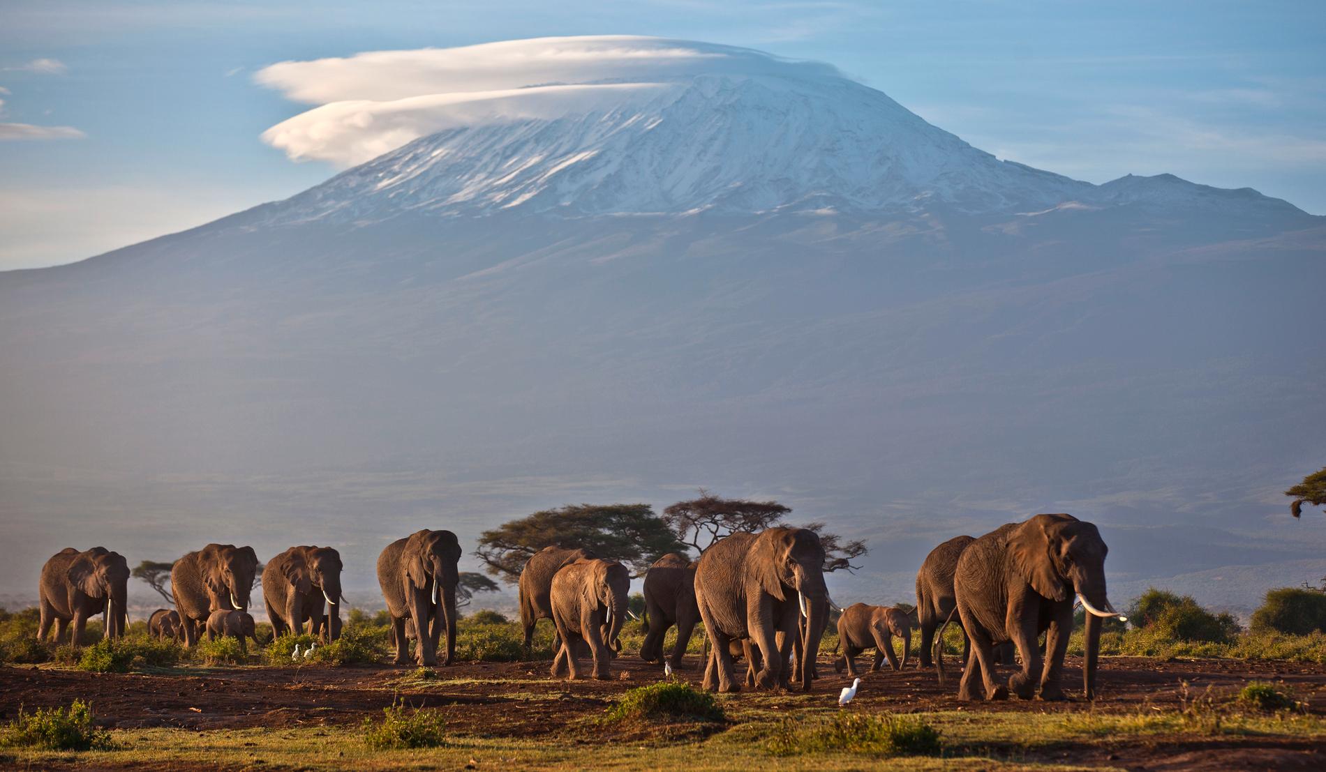Arkivbild på elefanter fotograferade med Kilimanjaro i bakgrunden. Afrikas sällsynta glaciärer kan snart vara ett minne blott på grund av klimatförändringar, enligt en ny rapport.