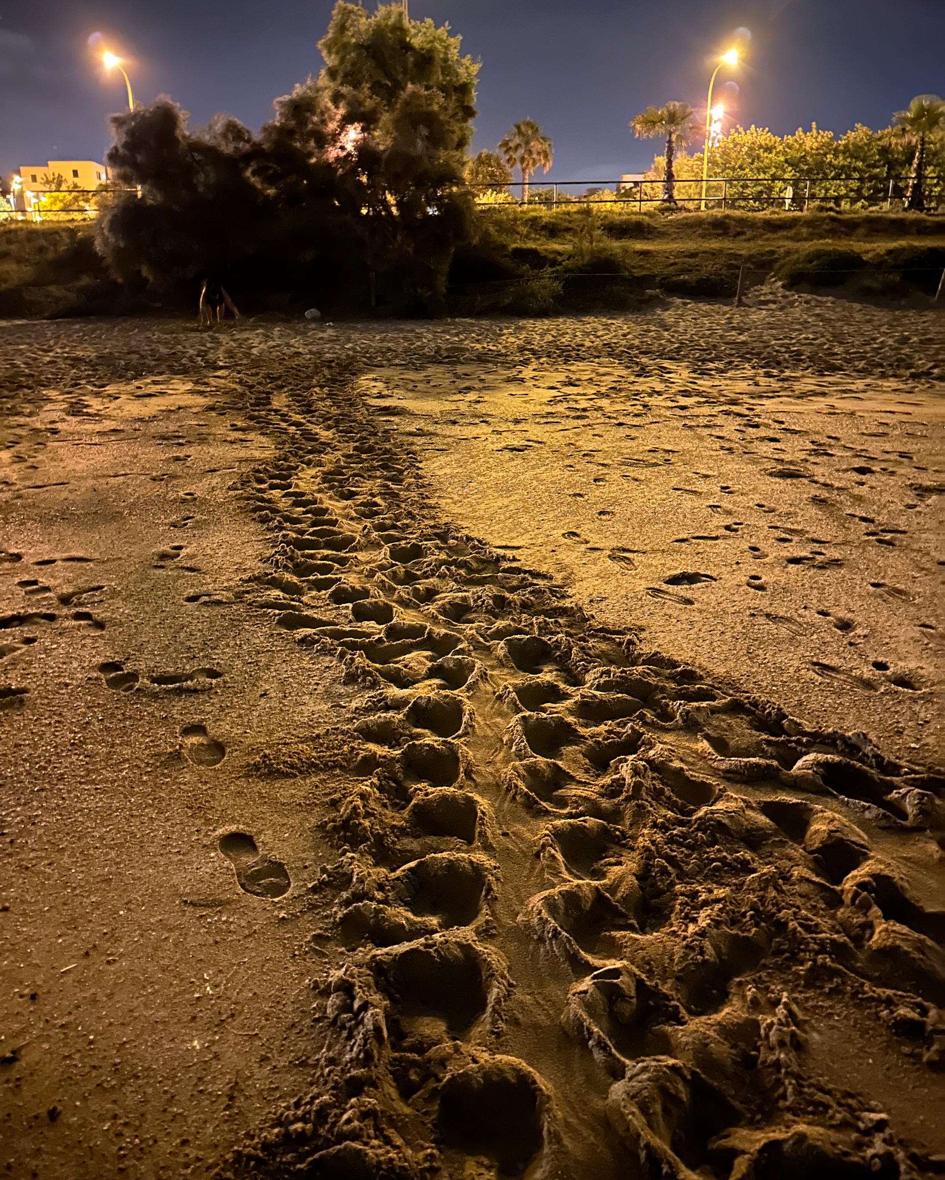 Vad Markus Olsson finner extra ovanligt är att havssköldpaddan tog sig upp på stranden Pere Antoni  mitt i Palma: ”Det är så mycket ljud, ljus och andra störningar runtomkring”.