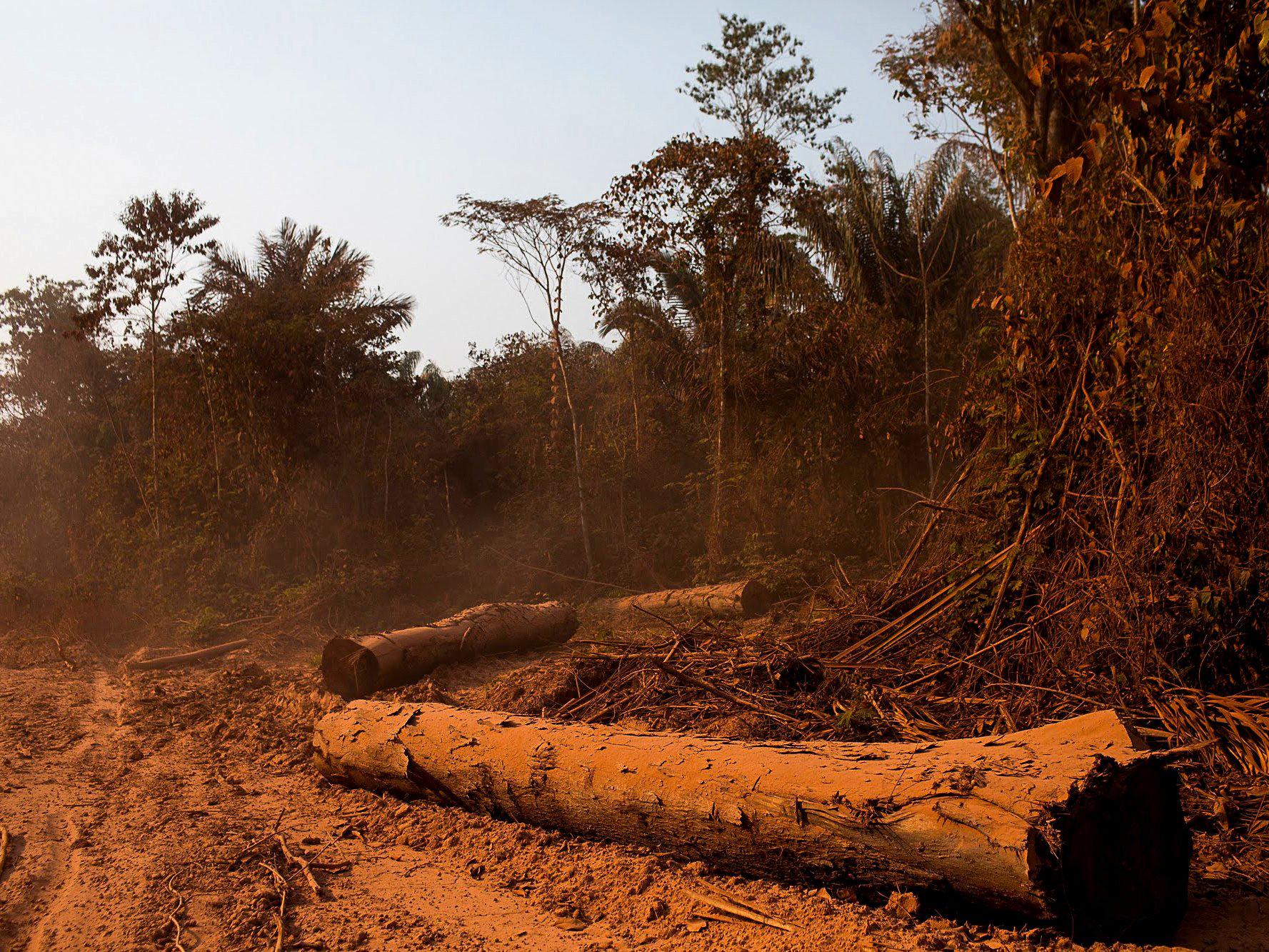 Skövlingen lämnar spår runtom i Amazonas.
