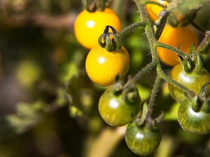 Gabriella har mängder med tomater i krukor på altanen och i tunnelväxthuset på tomten. Många olika sorter ger en lång skördetid.