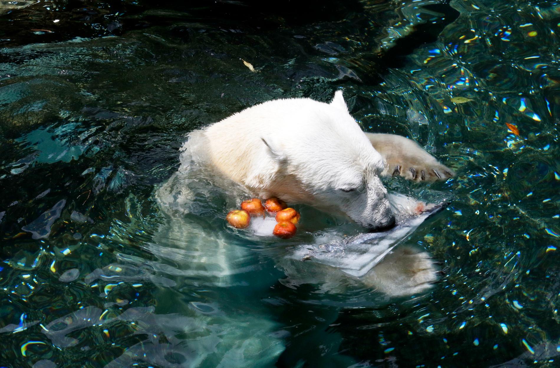 Sydkoreas sista isbjörn Tongki har dött. Bilden togs i juni i år.