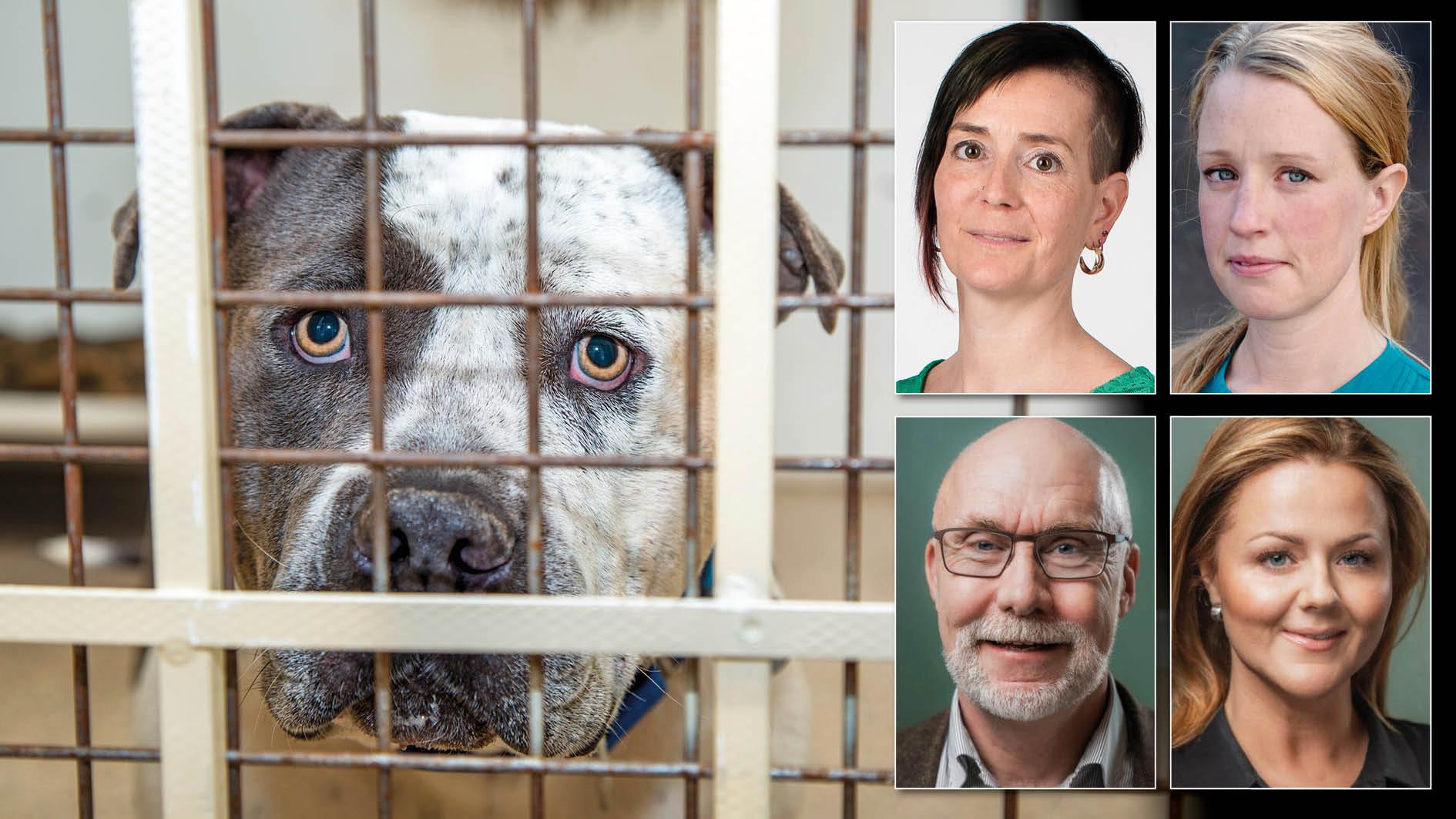 Ett förslag som alltid tas upp i diskussionerna kring hundattacker är rasförbud. Det är inte en effektiv förebyggande åtgärd. Fokus bör i stället riktas mot människorna bakom aveln, skriver Djurskyddet Sverige och Svenska hundskyddsföreningen.