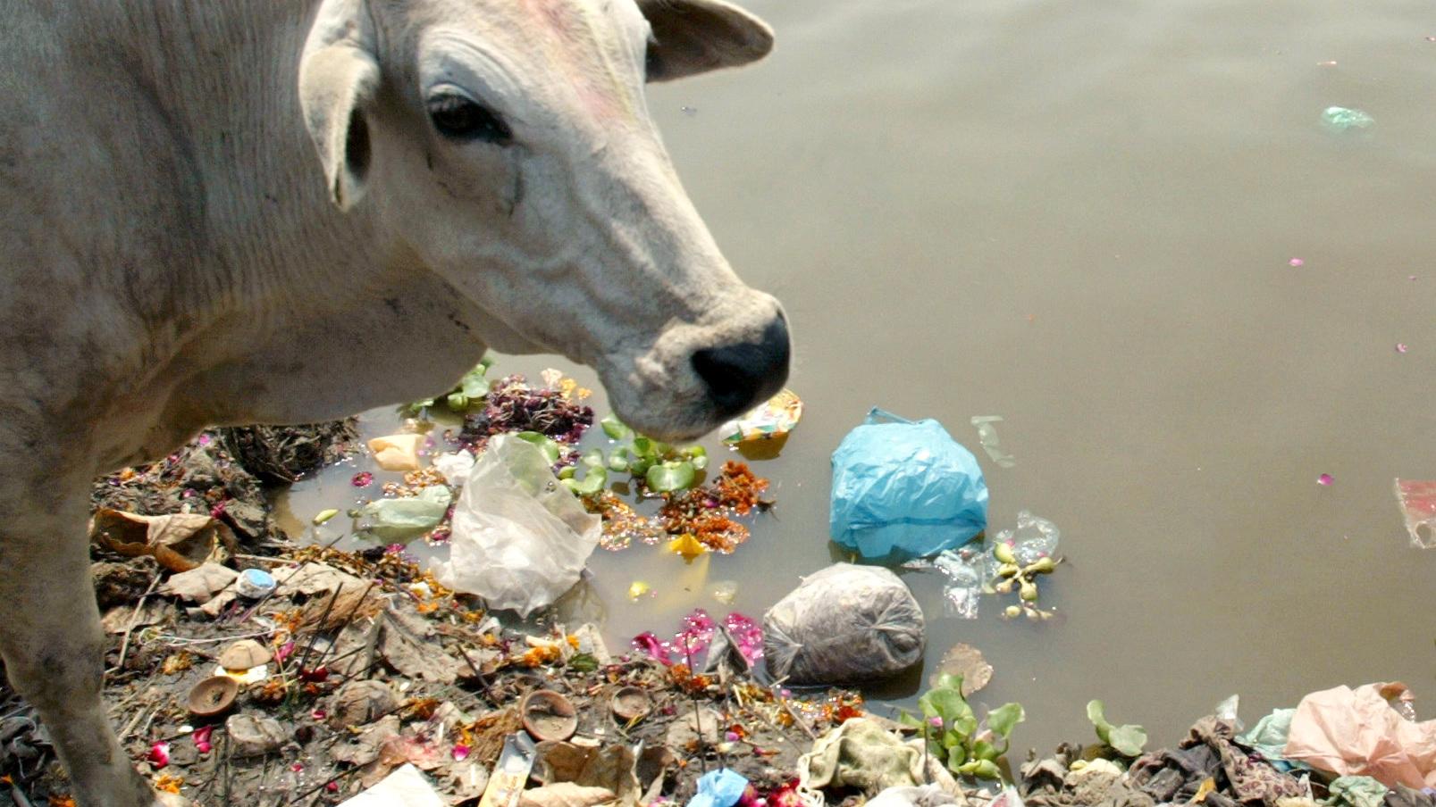 Miljontals kor strövar fritt på Indiens gator och äter vad de kommer över. Arkivbild.
