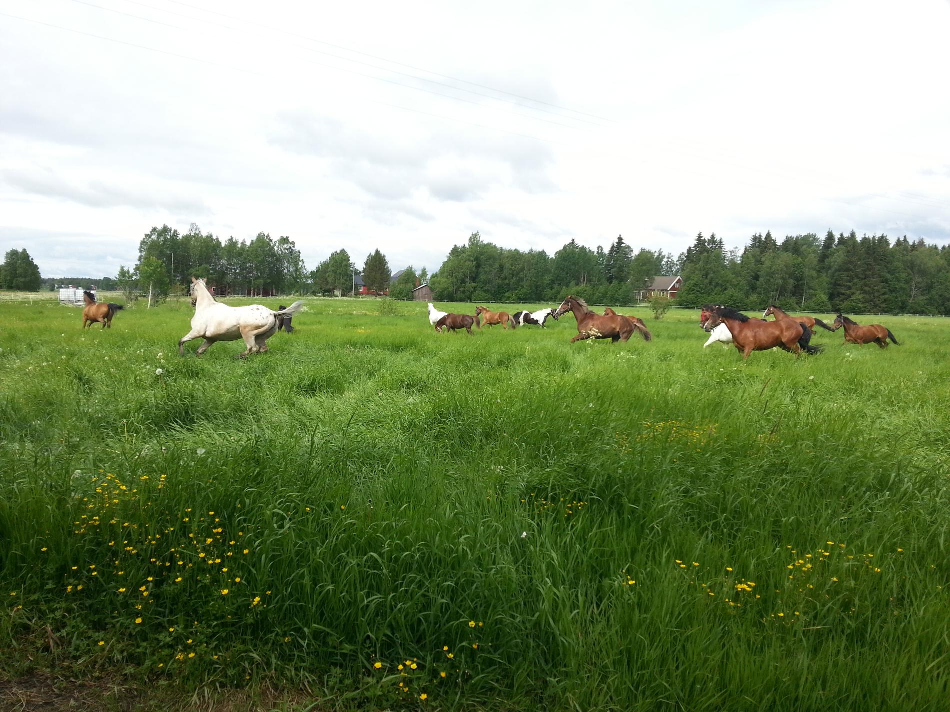 Betessläpp och sommarlov för ridskolehästarna på Södra Umeå Ryttarförening i mitten av juni.