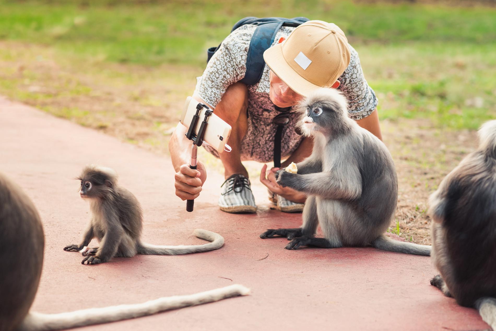 Turister uppmanas att undvika selfies med vilda djur i en ny kampanj. 