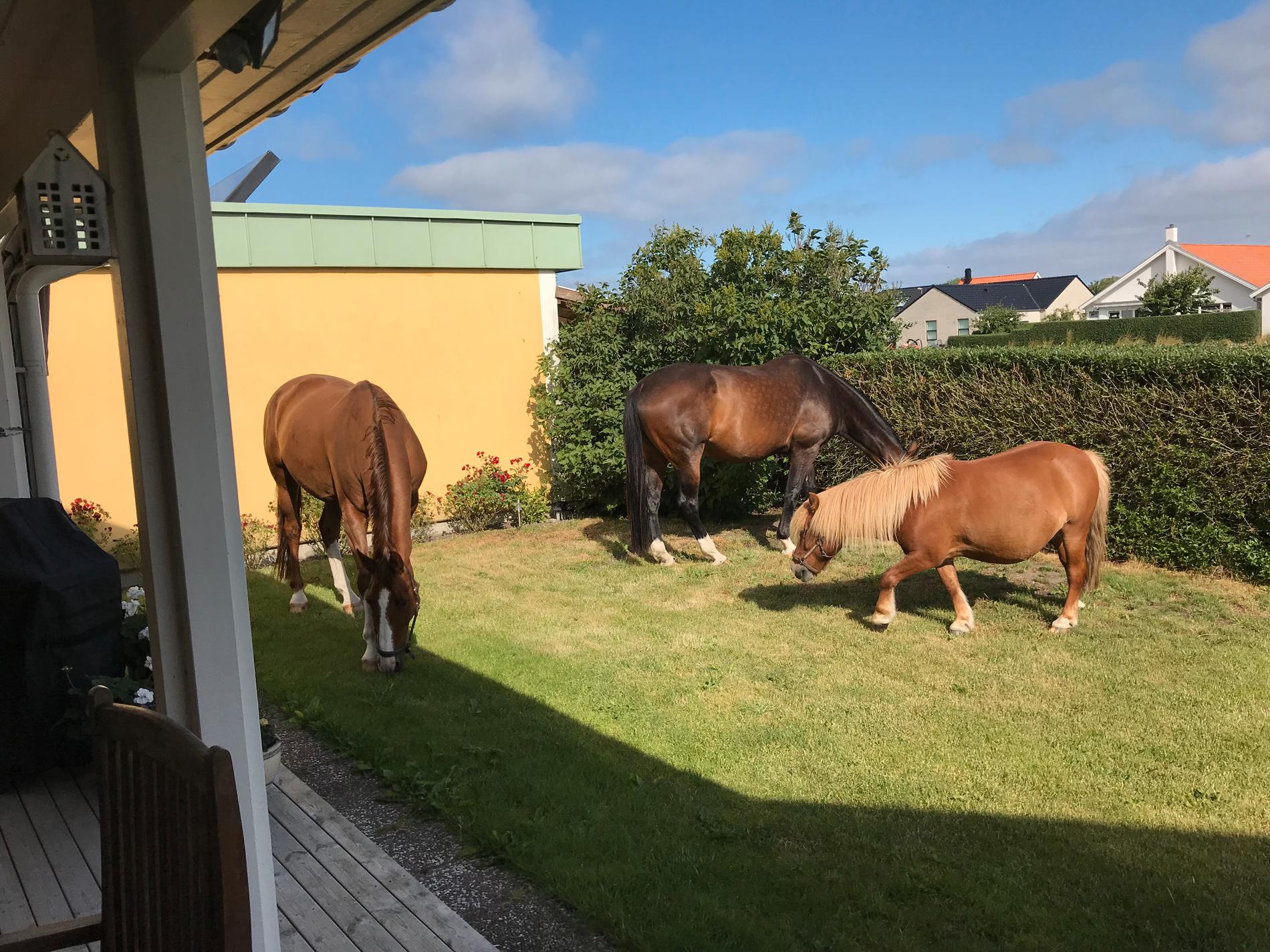 Sven-Erik och Sonja Rasmusson i Klagshamn vaknade av att det stod tre okända hästar i deras trädgård