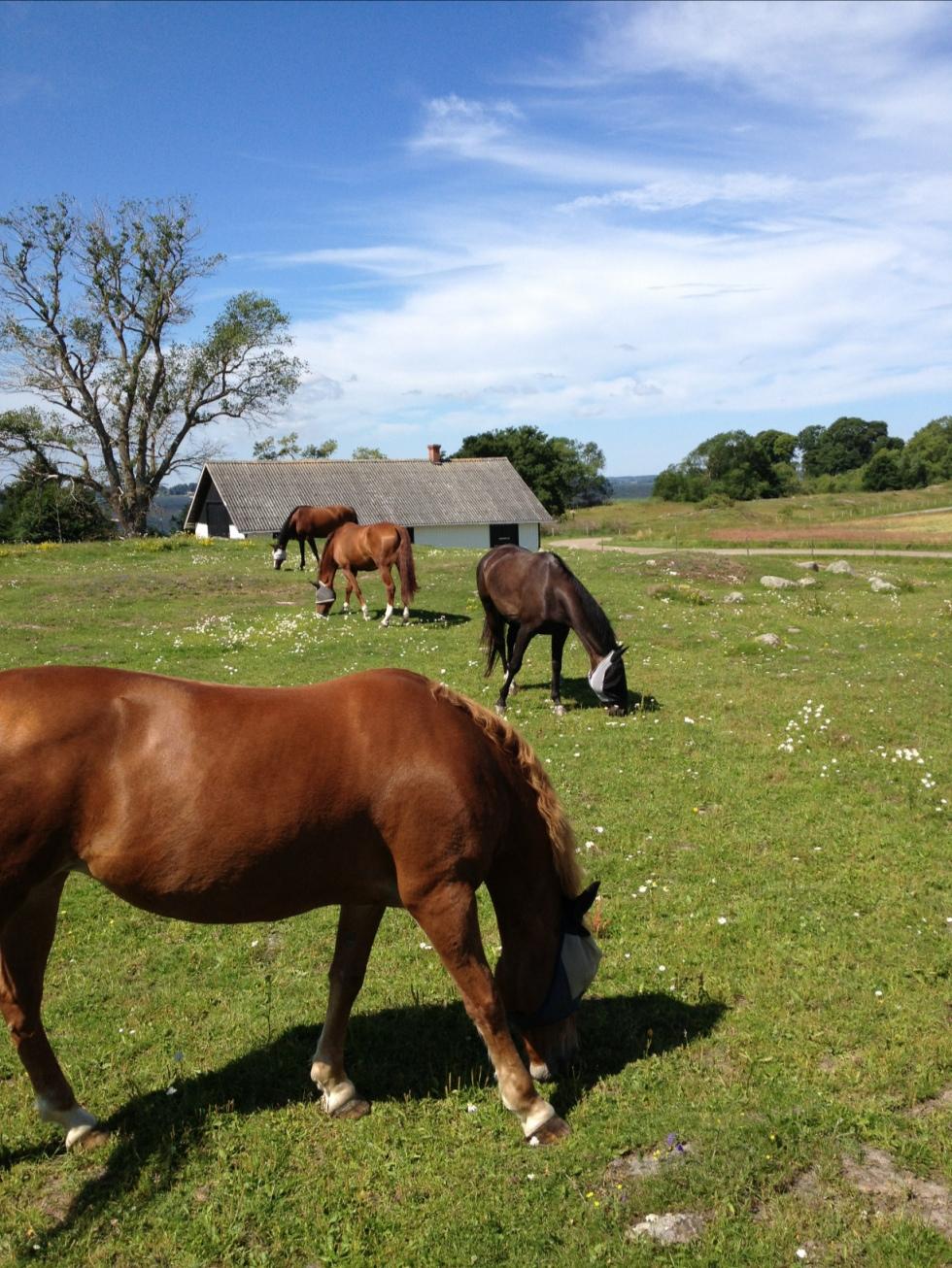 Hästarna njuter av sommarvärmen och gräset!