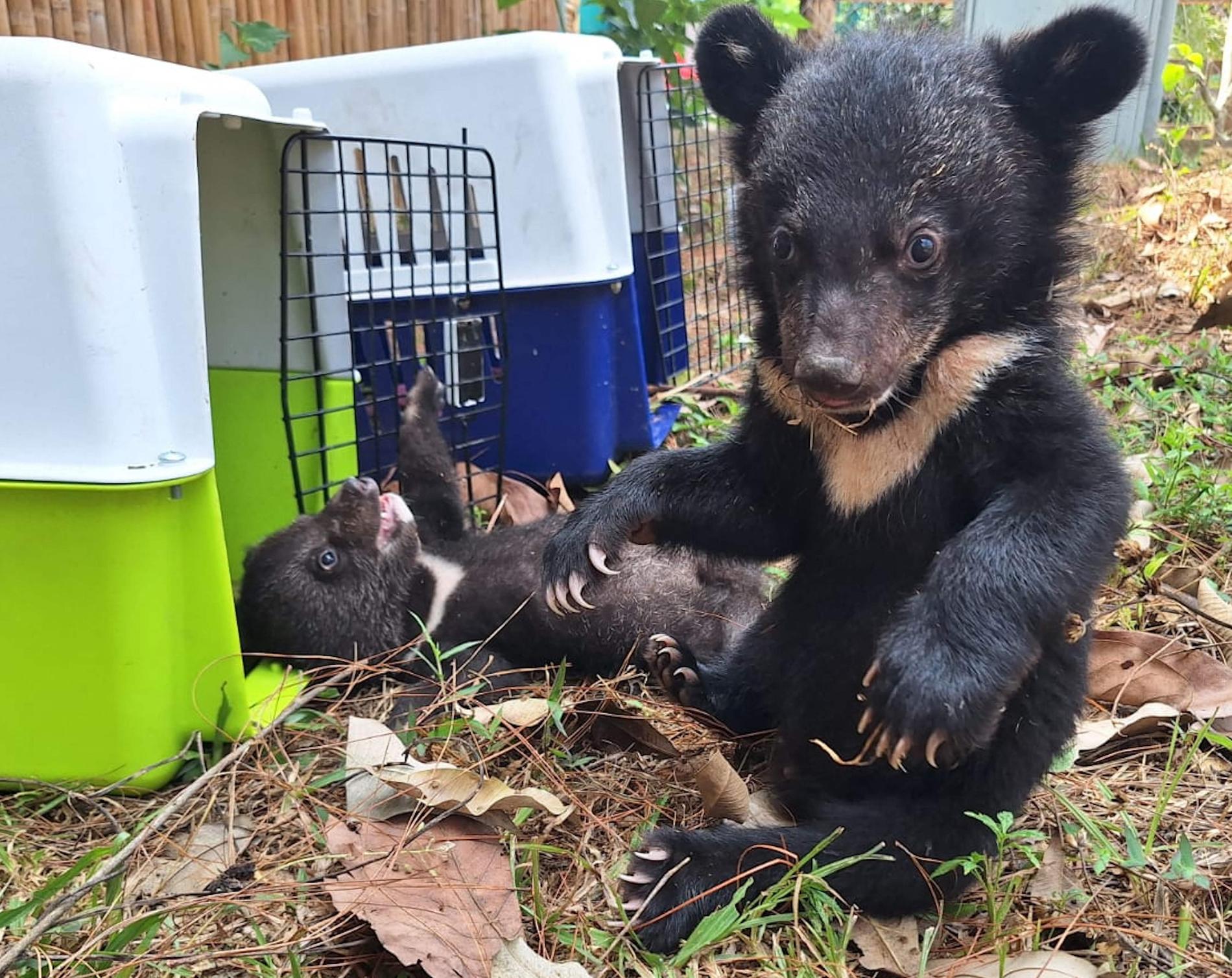 Två av de rödlistade kragbjörnar som räddats från en privatpersons bostad.