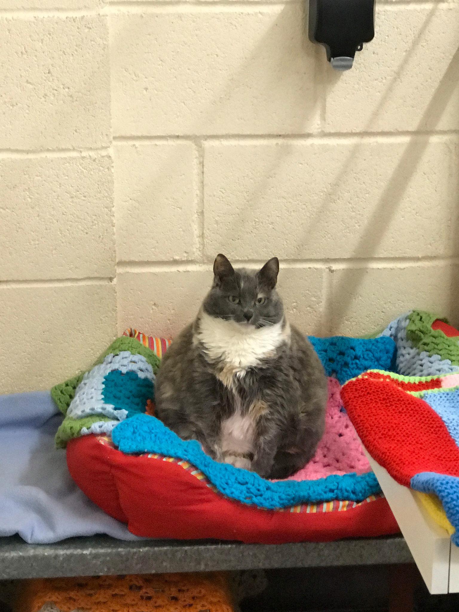 Så här såg Mitzi ut år 2017 när hon kom in och vägde 7,7 kilo. 