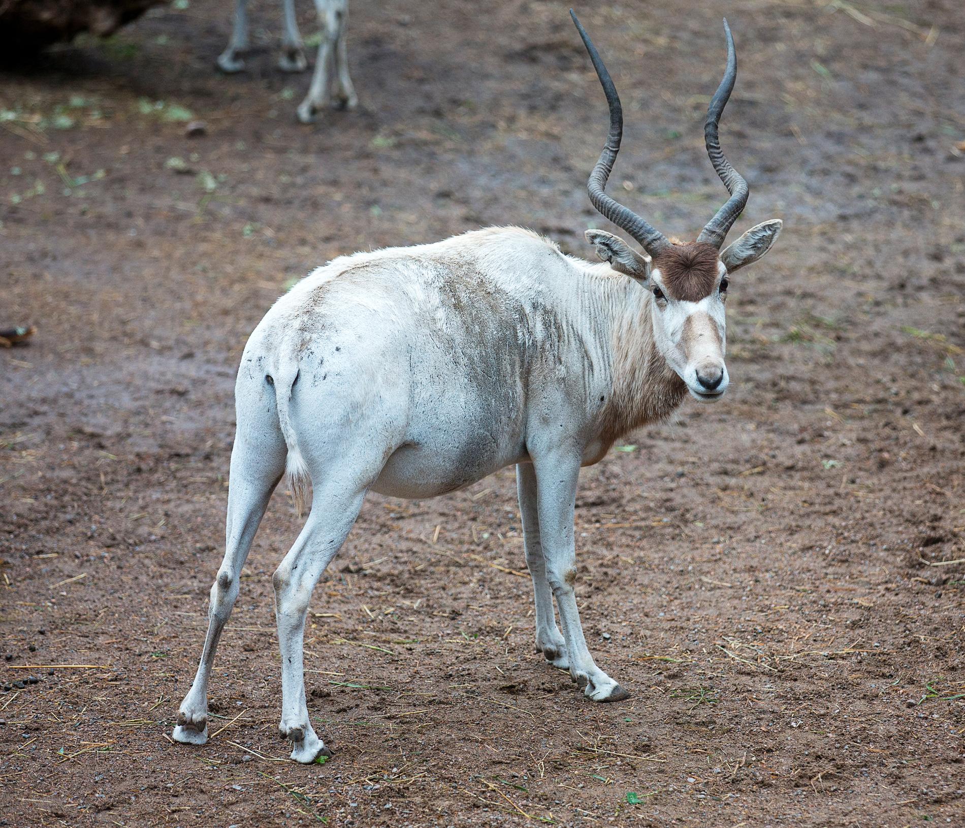 Addaxantilopen är en av de utrotningshotade arter som finns på Kolmården. I dag finns det bara runt 30 vilda addaxantiloper i världen.