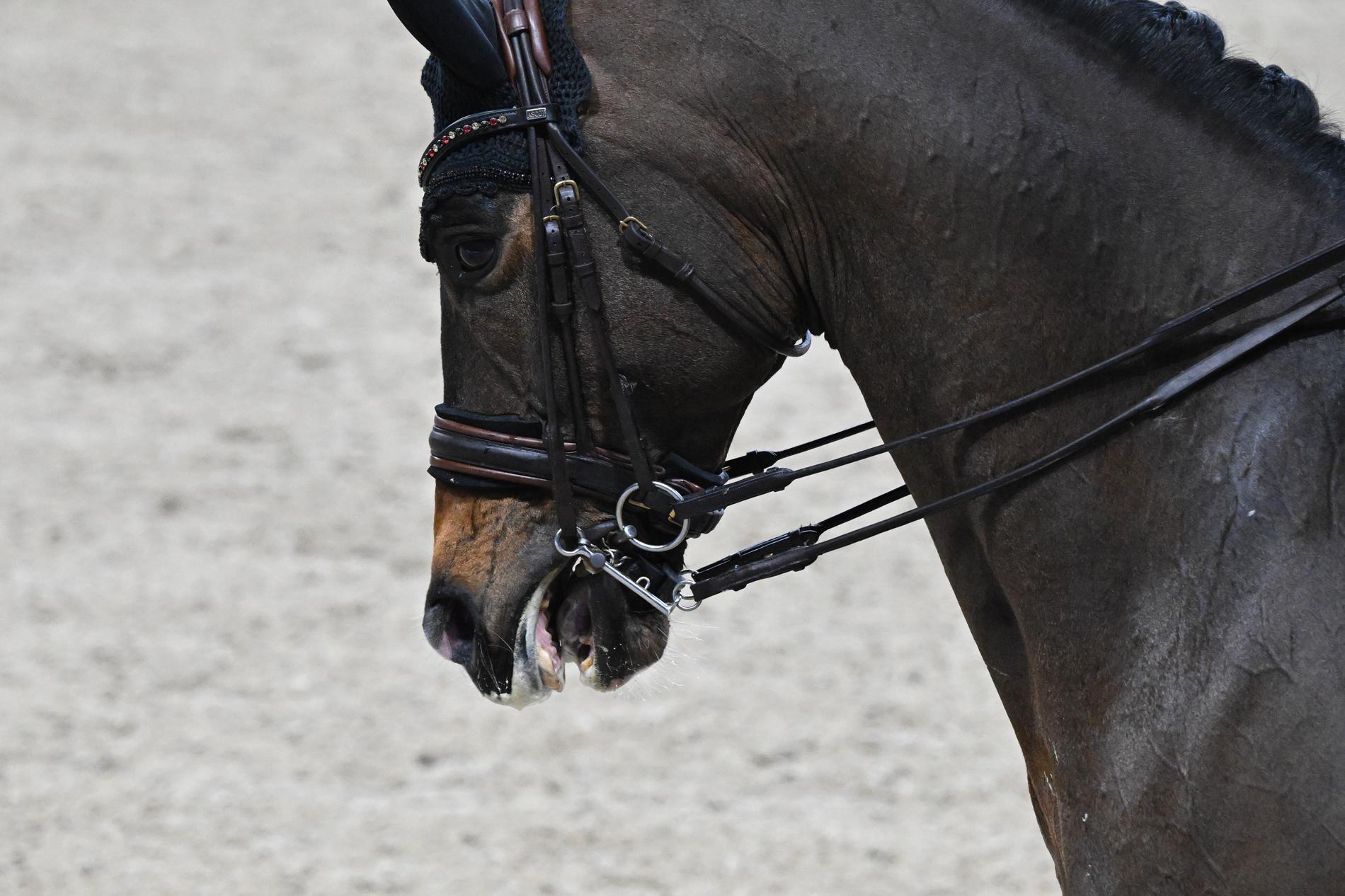 The rider Isabell Werths horse DSP Quantaz during the Freestyleprogram in Amsterdam.