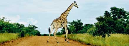 En giraffhanne är 4–5,5 meter lång och cirka 900 kilo tung. Honorna är oftast både kortare och lättare.
