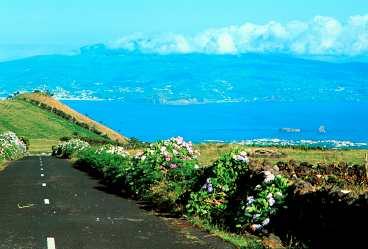 Det tar bara fyrtio minuter med båten mellan Faial och Pico. På samma dag kan man uppleva två öar - karaktärerna är olika, men hortensiorna kantar nästan alla vägar.