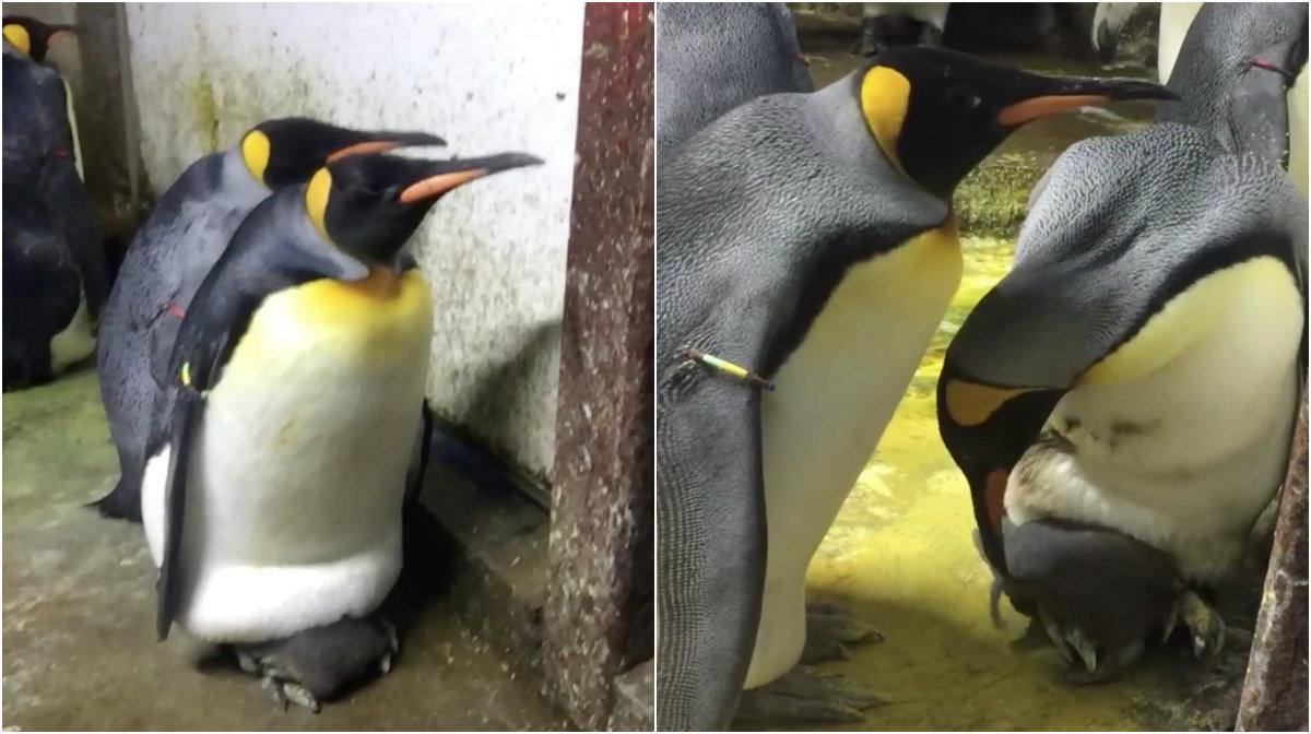 De två manliga pingvinerna slog till när det andra paret tittade bort. 