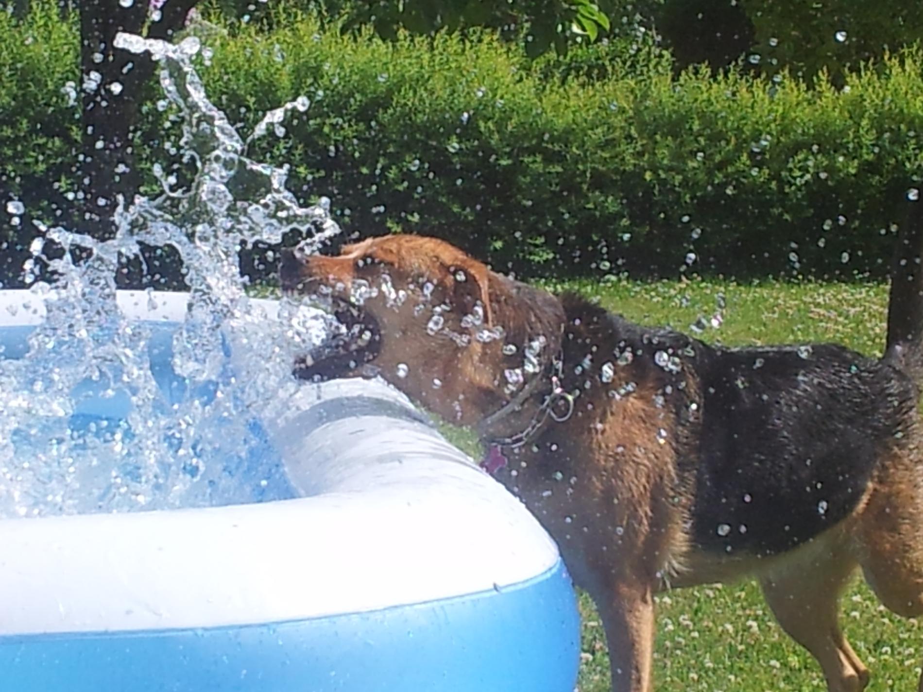 Hunden Lixie älskar att vara med och plaska i poolen.