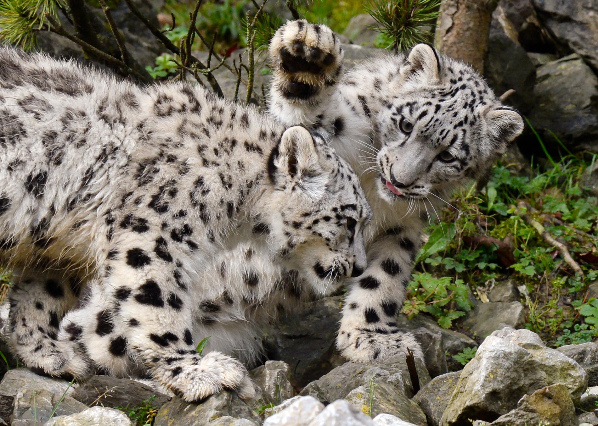 Det finns omkring 4 000 vilda snöleoparder enligt WWF. Tvillingdjuren på bilden bor i djurpark. Arkivbild.