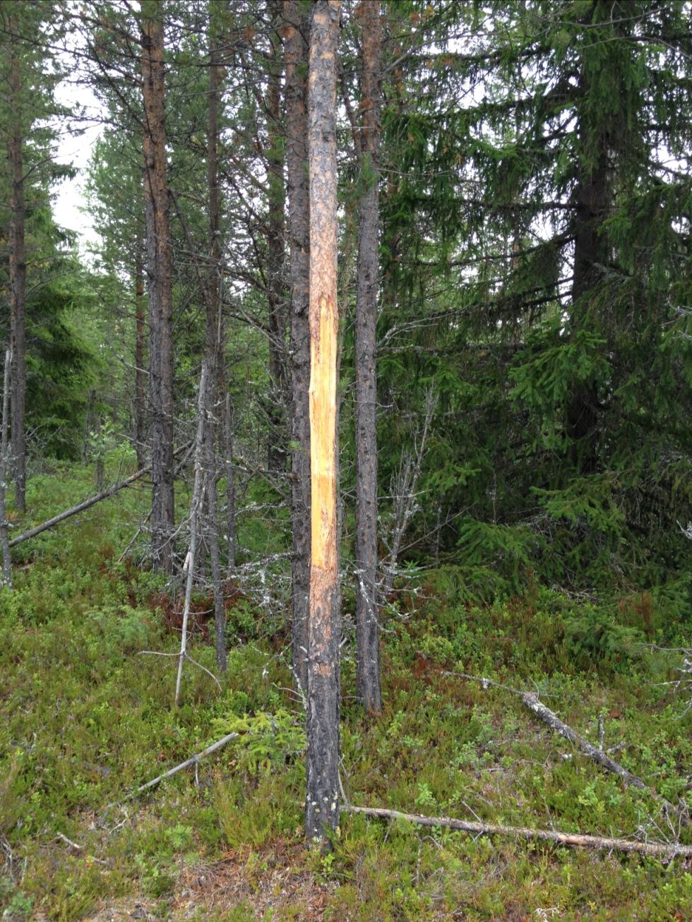Björnkliarträd i Härjedalen. Sägs att det är Sveriges tätaste björnstam som bor där, skriver Tommi.