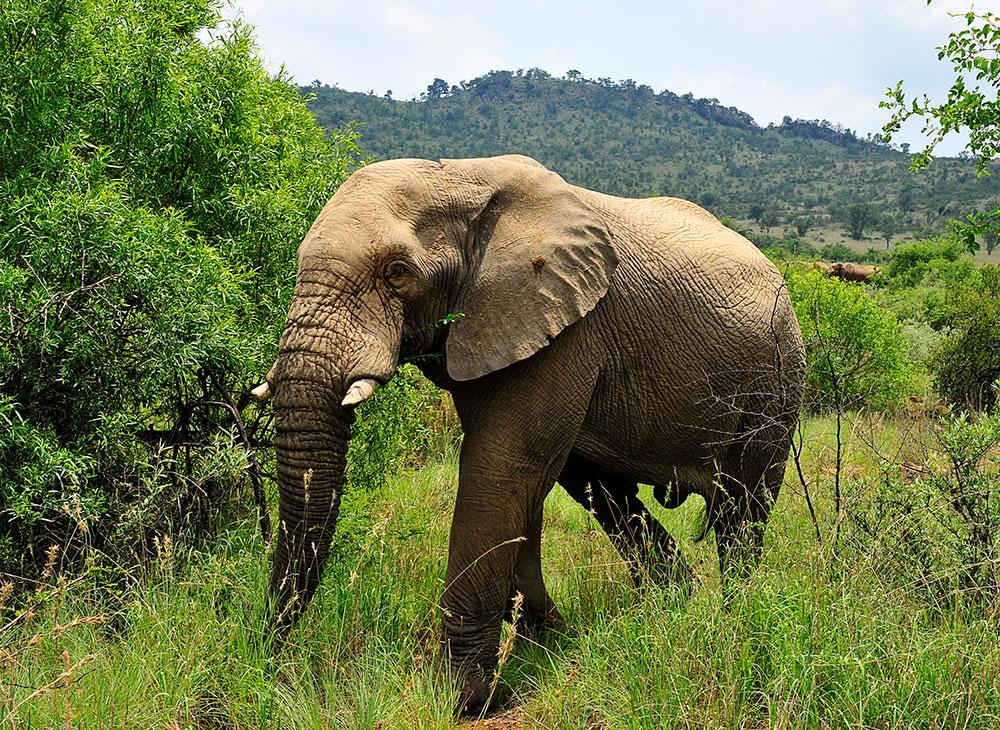 Elefanterna i Afrika minskar.