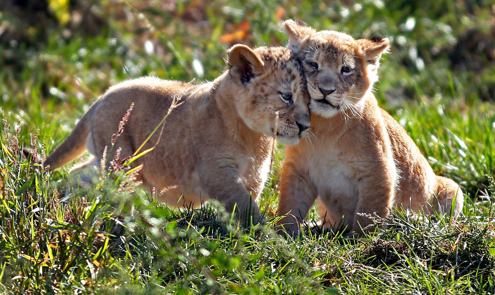 Columbus, USA: Columbus zoo har tidigare annonserat att de två nyfödde lejonungarna på zoo:t skulle visas upp under onsdagen. Och mycket riktigt, i går kunde besökare för första gången se småttingarna som lekte fritt i parken.