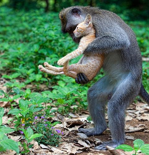 ”Adoptivpappan” tar med sin skyddsling in i skogen.