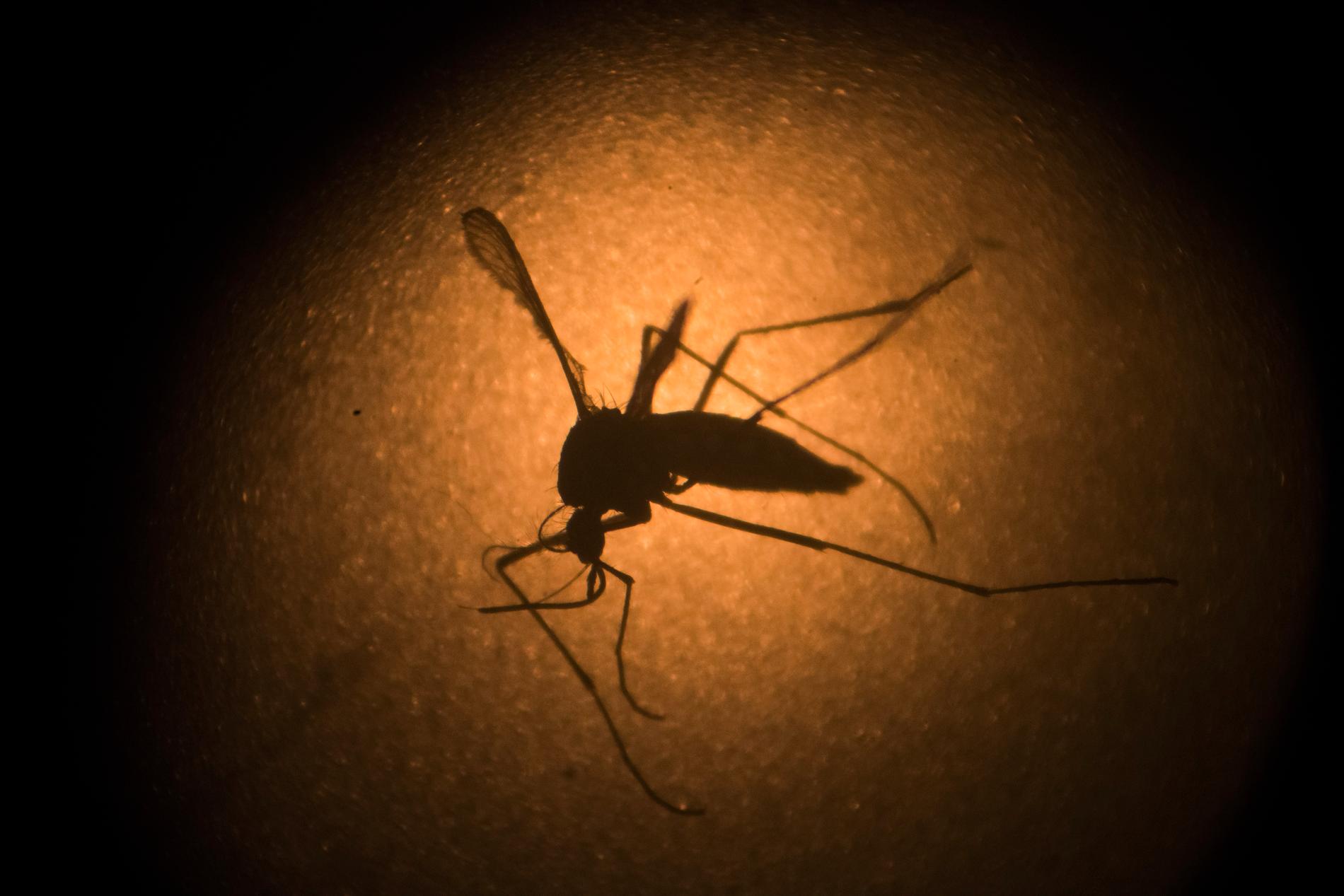 Malariaparasiten sprids av myggor. År 2017 smittades 219 miljoner människor världen över av malaria.