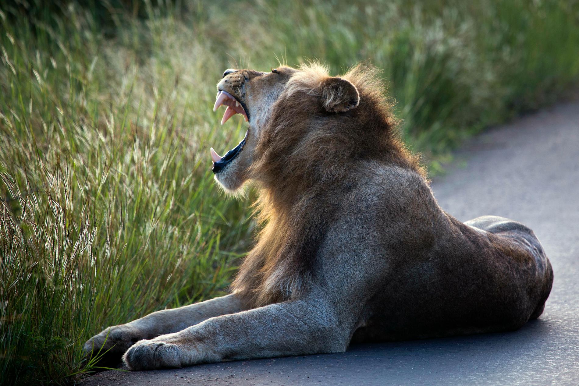 Ett lejon i Kruger nationalpark i Sydafrika. Arkivbild.