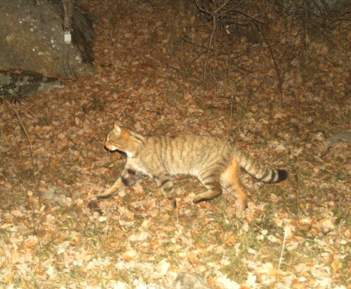 En europeisk vildkatt (Felis silvestris) som fångats på bild med hjälp av en kamerafälla i det katalanska forskningsprojektet.