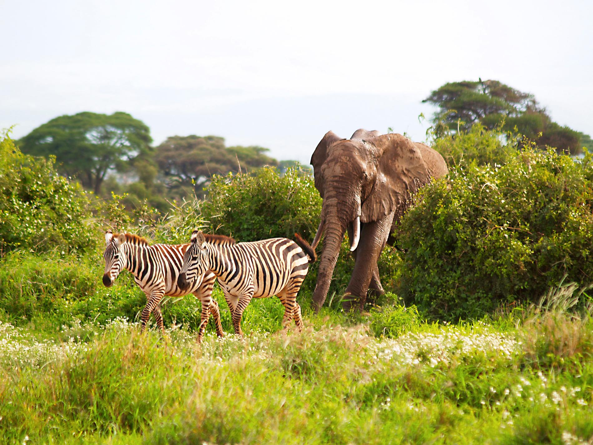 Safarin i Kenya var riktigt häftig, berättar Ann-Christine. 